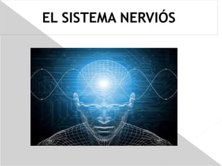 EL SISTEMA NERVIÓS 