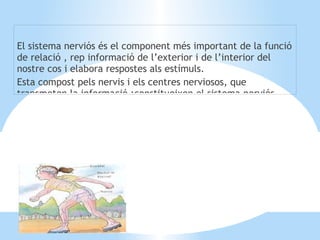El sistema nerviós és el component més important de la funció de relació , rep informació de l’exterior i de l’interior del nostre cos i elabora respostes als estímuls. 