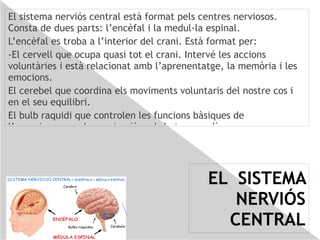 Els nervis com els centres nerviosos estan formats per unes cèl·lules especialitzades:les neurones.  