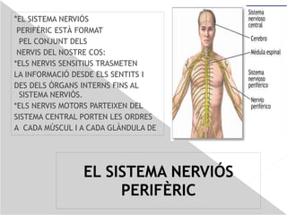 Les neurones es poden distingir tres parts: 