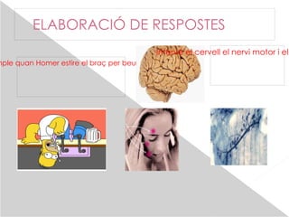 El cos cel·lular conté el nucli i els orgànuls de la cèl·lula 