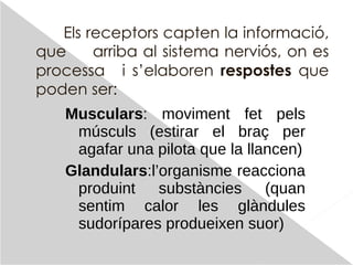 Els receptors capten la informació, que  arriba al sistema nerviós, on es processa  i s’elaboren  respostes  que poden ser: Musculars : moviment fet pels músculs (estirar el braç per agafar una pilota que la llancen) Glandulars :l’organisme reacciona produint substàncies (quan sentim calor les glàndules sudorípares produeixen suor) 
