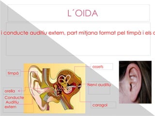 L´OIDA timpá L´òrgan de la l´oïda es l´orella, el seu receptor és l´o- rella està compost  en tres  parts: part  externa formada per l´orella i conducte auditiu extern, part mitjana format pel timpà i els ossets. El conducte auditiu intern format pel caragol i el nervi auditiu. caragol Nervi auditiu ossets orella Conducte Auditiu extern 