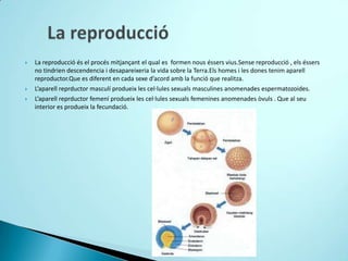    La reproducció és el procés mitjançant el qual es formen nous éssers vius.Sense reproducció , els éssers
    no tindrien descendencia i desapareixeria la vida sobre la Terra.Els homes i les dones tenim aparell
    reproductor.Que es diferent en cada sexe d’acord amb la funció que realitza.
   L’aparell reprductor masculí produeix les cel·lules sexuals masculines anomenades espermatozoides.
   L’aparell reprductor femení produeix les cel·lules sexuals femenines anomenades òvuls . Que al seu
    interior es produeix la fecundació.
 
