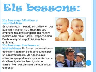 Els bessons:
Els bessons idèntics o
univitel·lins:
Es formen quan l’embrió es divideix en dos
abans d’implantar-se a l’úte...