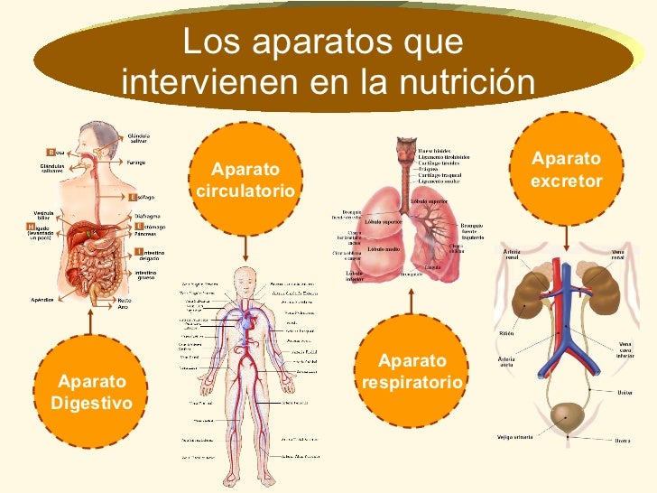 La función de nutrición. La función de nutrición.