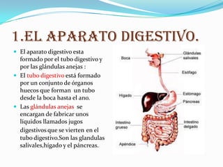 1.EL APARATO DIGESTIVO.
 El aparato digestivo esta
  formado por el tubo digestivo y
  por las glándulas anejas :
 El tubo digestivo está formado
  por un conjunto de órganos
  huecos que forman un tubo
  desde la boca hasta el ano.
 Las glándulas anejas se
  encargan de fabricar unos
  líquidos llamados jugos
  digestivos que se vierten en el
  tubo digestivo.Son las glandulas
  salivales,hígado y el páncreas.
 