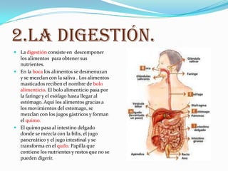2.LA DIGESTIÓN.
 La digestión consiste en descomponer
  los alimentos para obtener sus
  nutrientes.
 En la boca los alimentos se desmenuzan
  y se mezclan con la saliva . Los alimentos
  masticados reciben el nombre de bolo
  alimenticio. El bolo alimenticio pasa por
  la faringe y el esófago hasta llegar al
  estómago. Aquí los alimentos gracias a
  los movimientos del estomago, se
  mezclan con los jugos gástricos y forman
  el quimo.
 El quimo pasa al intestino delgado
  donde se mezcla con la bilis, el jugo
  pancreático y el jugo intestinal y se
  transforma en el quilo. Papilla que
  contiene los nutrientes y restos que no se
  pueden digerir.
 
