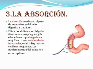 3.LA ABSORCIÓN.
 La absorción consiste en el paso
  de los nutrientes del tubo
  digestivo a la sangre .
 El interior del intestino delgado
  tiene numerosos pliegues ,y de
  ellos salen una prolongaciones
  muy finas llamadas vellosidades
  intestinales, en ellas hay muchos
  capilares sanguíneos. Los
  nutrientes pasan del intestino a
  estos capilares.
 