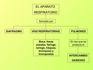EL APARATO
             RESPIRATORIO

                formado por


DIAFRAGMA   VÍAS RESPIRATORIAS     PULMONES


                 Boca, fosas      En los que se
              nasales, faringe,    produce el
              laringe, tráquea,
                bronquios y
                bronquiolos
                                  INTERCAMBIO
                                   GASEOSO
 
