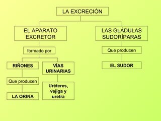 LA EXCRECIÓN


      EL APARATO                 LAS GLÁDULAS
       EXCRETOR                  SUDORÍPARAS

       formado por                   Que producen


 RIÑONES          VÍAS                EL SUDOR
               URINARIAS

Que producen
                Uréteres,
                vejiga y
 LA ORINA        uretra
 