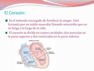 El Corazón:
Es el músculo encargado de bombear la sangre. Está
formado por un tejido muscular llamado miocardio que no
se fatiga a lo largo de la vida.
El corazón se divide en cuatro cavidades: dos aurículas en
la parte superior y dos ventrículos en la parte inferior.
 