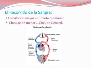 El Recorrido de la Sangre:
 Circulación mayor = Circuito pulmonar.
 Circulación menor = Circuito General.
 
