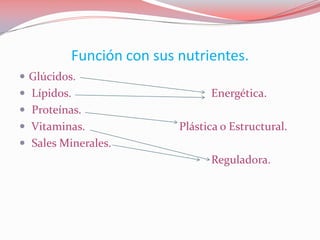 Función con sus nutrientes.
 Glúcidos.
 Lípidos. Energética.
 Proteínas.
 Vitaminas. Plástica o Estructural.
 Sales Minerales.
Reguladora.
 