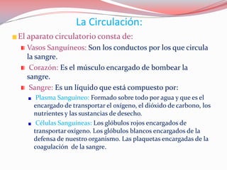 La Circulación:
El aparato circulatorio consta de:
Vasos Sanguíneos: Son los conductos por los que circula
la sangre.
Corazón: Es el músculo encargado de bombear la
sangre.
Sangre: Es un líquido que está compuesto por:
Plasma Sanguíneo: Formado sobre todo por agua y que es el
encargado de transportar el oxígeno, el dióxido de carbono, los
nutrientes y las sustancias de desecho.
Células Sanguíneas: Los glóbulos rojos encargados de
transportar oxígeno. Los glóbulos blancos encargados de la
defensa de nuestro organismo. Las plaquetas encargadas de la
coagulación de la sangre.
 