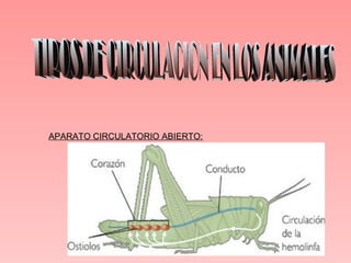 APARATO CIRCULATORIO ABIERTO:
 