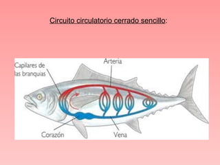 Circuito circulatorio cerrado sencillo:
 