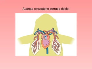 Aparato circulatorio cerrado doble:
 