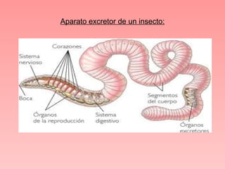 Aparato excretor de un insecto: