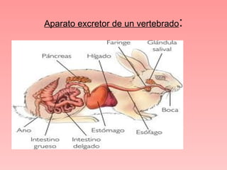Aparato excretor de un vertebrado:
 