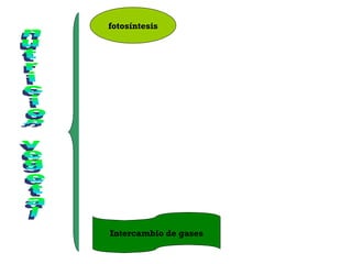 fotosíntesis
Intercambio de gases