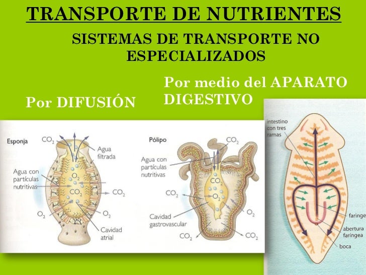 TRANSPORTE DE NUTRIENTES     SISTEMAS DE TRANSPORTE NO           ESPECIALIZADOS               Por medio del APARATOPor DIF...