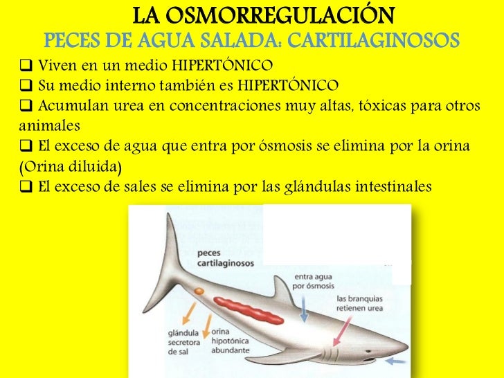 La Funcion De Nutricion En Los Animales Ii Transporte De Nutrientes