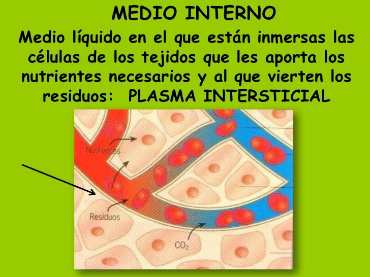 MEDIO INTERNOMedio líquido en el que están inmersas las células de los tejidos que les aporta losnutrientes necesarios y a...