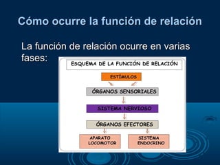Cómo ocurre la función de relaciónCómo ocurre la función de relación
La función de relación ocurre en variasLa función de relación ocurre en varias
fases:fases:
 