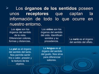  LosLos órganos de los sentidosórganos de los sentidos poseenposeen
unosunos receptoresreceptores que captan laque captan la
información de todo lo que ocurre eninformación de todo lo que ocurre en
nuestro entorno.nuestro entorno.
Los ojos son los
órganos del sentido
de la vista.
Diferencian colores,
formas y distancias.
La nariz es el órgano
del sentido del olfato.
La piel es el órgano
del sentido del tacto.
Nos permite sentir
frío o calor, presión y
la textura de los
objetos.
Los oídos son los
órganos del sentido
del oído. Identifican
sonidos y su
procedencia.
La lengua es el
órgano del sentido
del gusto. Nos sirve
para diferenciar
sabores.
 