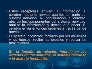  Estos receptores envían la información alEstos receptores envían la información al
cerebro mediante nervios que forman parte delcerebro mediante nervios que forman parte del
sistema nervioso. A continuación, el cerebro,sistema nervioso. A continuación, el cerebro,
otro de los componentes del sistema nervioso,otro de los componentes del sistema nervioso,
analiza la información y decide qué hacer. Elanaliza la información y decide qué hacer. El
cerebro envía entonces órdenes a través de loscerebro envía entonces órdenes a través de los
nervios.nervios.
 El aparato locomotor, formado por los músculosEl aparato locomotor, formado por los músculos
y los huesos, recibe las órdenes y realiza losy los huesos, recibe las órdenes y realiza los
movimientos.movimientos.
En la función de relación intervienen losEn la función de relación intervienen los
órganos de los sentidos, el sistema nerviosoórganos de los sentidos, el sistema nervioso
y el aparato locomotor.y el aparato locomotor.
 