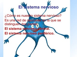 El sistema nervioso ¿Cómo es nuestro sistema nervioso? Es una red de neuronas en la que se distinguen dos partes: El sistema nervioso central. El sistema nervioso periférico. 