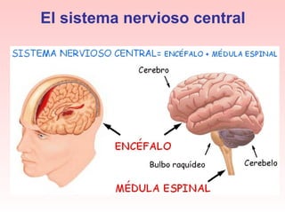 El sistema nervioso central 