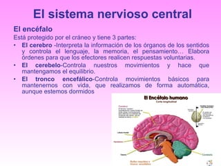 El sistema nervioso central El encéfalo Está protegido por el cráneo y tiene 3 partes: El cerebro  -Interpreta la información de los órganos de los sentidos y controla el lenguaje, la memoria, el pensamiento… Elabora órdenes para que los efectores realicen respuestas voluntarias. El cerebelo -Controla nuestros movimientos y hace que mantengamos el equilibrio. El tronco encefálico -Controla movimientos básicos para mantenernos con vida, que realizamos de forma automática, aunque estemos dormidos 