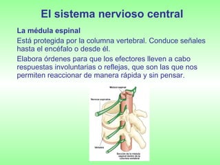 El sistema nervioso central La médula espinal Está protegida por la columna vertebral. Conduce señales hasta el encéfalo o desde él. Elabora órdenes para que los efectores lleven a cabo respuestas involuntarias o reflejas, que son las que nos permiten reaccionar de manera rápida y sin pensar. 