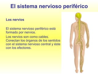 El sistema nervioso periférico Los nervios El sistema nervioso periférico está formado por nervios.  Los nervios son como cables. Conectan los órganos de los sentidos con el sistema nervioso central y éste con los efectores. 