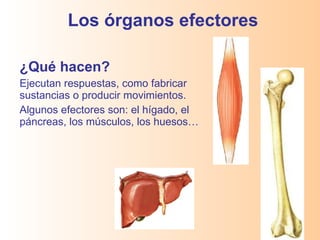 Los órganos efectores ¿Qué hacen? Ejecutan respuestas, como fabricar sustancias o producir movimientos. Algunos efectores son: el hígado, el páncreas, los músculos, los huesos… 