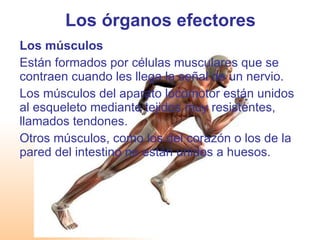 Los órganos efectores Los músculos Están formados por células musculares que se contraen cuando les llega la señal de un nervio. Los músculos del aparato locomotor están unidos al esqueleto mediante tejidos muy resistentes, llamados tendones. Otros músculos, como los del corazón o los de la pared del intestino no están unidos a huesos. 