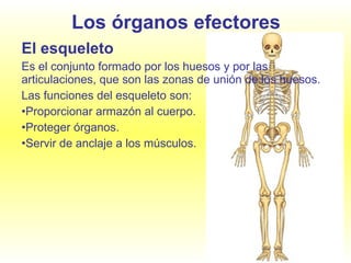 Los órganos efectores El esqueleto Es el conjunto formado por los huesos y por las articulaciones, que son las zonas de unión de los huesos. Las funciones del esqueleto son: Proporcionar armazón al cuerpo. Proteger órganos. Servir de anclaje a los músculos. 