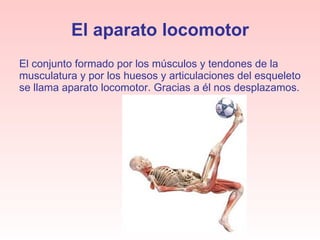 El aparato locomotor El conjunto formado por los músculos y tendones de la musculatura y por los huesos y articulaciones del esqueleto se llama aparato locomotor. Gracias a él nos desplazamos. 