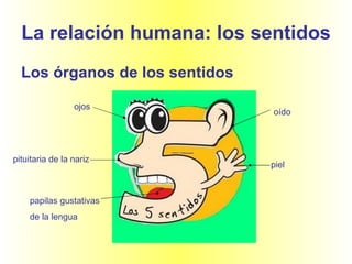 La relación humana: los sentidos Los órganos de los sentidos ojos pituitaria de la nariz oído piel papilas gustativas  de la lengua 