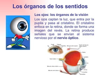 Los órganos de los sentidos Los ojos: los órganos de la visión Los ojos captan la luz, que entra por la pupila y pasa al cristalino. El cristalino enfoca en la retina, donde se forma una imagen del revés. La retina produce señales que se envían al sistema nervioso por el  nervio óptico . 