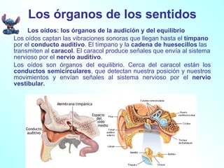Los órganos de los sentidos Los oídos: los órganos de la audición y del equilibrio Los oídos captan las vibraciones sonoras que llegan hasta el  tímpano  por el  conducto auditivo . El tímpano y la  cadena de huesecillos  las transmiten al  caracol . El caracol produce señales que envía al sistema nervioso por el  nervio auditivo . Los oídos son órganos del equilibrio. Cerca del caracol están los  conductos semicirculares , que detectan nuestra posición y nuestros movimientos y envían señales al sistema nervioso por el  nervio vestibular. 