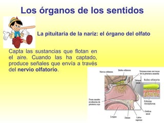 Los órganos de los sentidos Capta las sustancias que flotan en el aire. Cuando las ha captado, produce señales que envía a través del  nervio olfatorio . La pituitaria de la nariz: el órgano del olfato 
