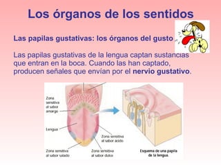 Los órganos de los sentidos Las papilas gustativas de la lengua captan sustancias que entran en la boca. Cuando las han captado, producen señales que envían por el  nervio gustativo . Las papilas gustativas: los órganos del gusto 