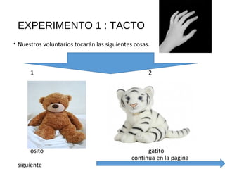 EXPERIMENTO 1 : TACTO
• Nuestros voluntarios tocarán las siguientes cosas.
1 2
osito gatito
continua en la pagina
siguiente
 