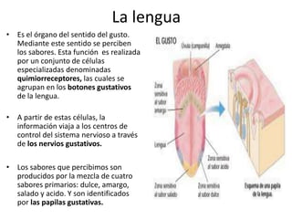 La lengua
• Es el órgano del sentido del gusto.
Mediante este sentido se perciben
los sabores. Esta función es realizada
por un conjunto de células
especializadas denominadas
quimiorreceptores, las cuales se
agrupan en los botones gustativos
de la lengua.
• A partir de estas células, la
información viaja a los centros de
control del sistema nervioso a través
de los nervios gustativos.
• Los sabores que percibimos son
producidos por la mezcla de cuatro
sabores primarios: dulce, amargo,
salado y acido. Y son identificados
por las papilas gustativas.
 