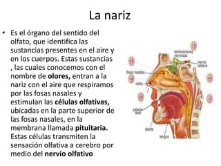 La nariz
• Es el órgano del sentido del
olfato, que identifica las
sustancias presentes en el aire y
en los cuerpos. Estas sustancias
, las cuales conocemos con el
nombre de olores, entran a la
nariz con el aire que respiramos
por las fosas nasales y
estimulan las células olfativas,
ubicadas en la parte superior de
las fosas nasales, en la
membrana llamada pituitaria.
Estas células transmiten la
sensación olfativa a cerebro por
medio del nervio olfativo
 