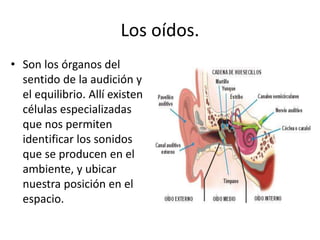 Los oídos.
• Son los órganos del
sentido de la audición y
el equilibrio. Allí existen
células especializadas
que nos permiten
identificar los sonidos
que se producen en el
ambiente, y ubicar
nuestra posición en el
espacio.
 