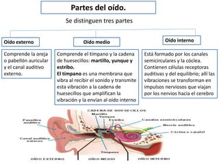 Partes del oído.
Se distinguen tres partes
Oído externo Oído medio Oído interno
Comprende la oreja
o pabellón auricular
y el canal auditivo
externo.
Comprende el tímpano y la cadena
de huesecillos: martillo, yunque y
estribo.
El tímpano es una membrana que
vibra al recibir el sonido y transmite
esta vibración a la cadena de
huesecillos que amplifican la
vibración y la envían al oído interno
Está formado por los canales
semicirculares y la cóclea.
Contienen células receptoras
auditivas y del equilibrio; allí las
vibraciones se transforman en
impulsos nerviosos que viajan
por los nervios hacia el cerebro
 